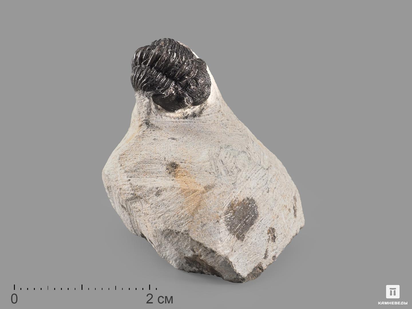 Трилобит Gerastos sp. 5х4х2,5 см трилобит paraceraurus exsul