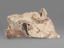 Ракоскорпион Balteurypterus tetragonophtalmus, 19х11х2 см, 21432, фото 2