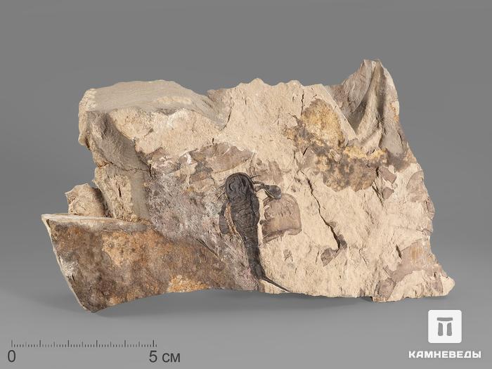 Ракоскорпион Balteurypterus tetragonophtalmus, 19х11х2 см, 21432, фото 1