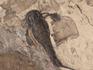 Ракоскорпион Balteurypterus tetragonophtalmus, 19х11х2 см, 21432, фото 3