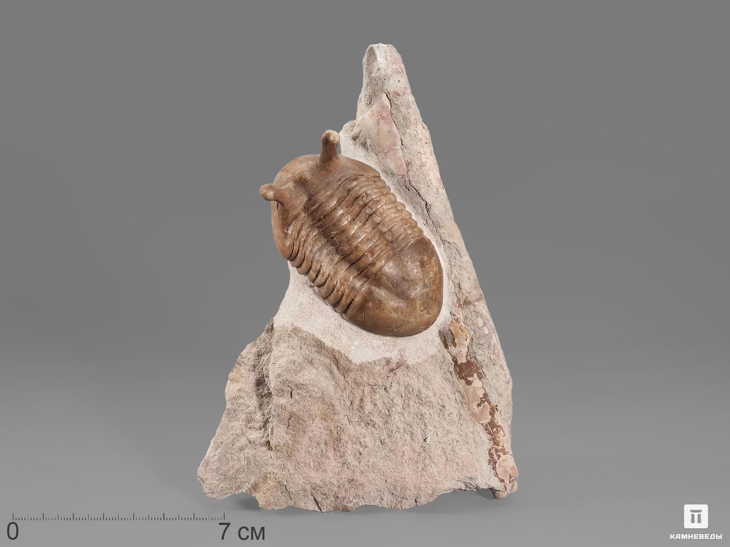 Трилобит Asaphus intermedius, 17х11,5х4,5 см трилобит paraceraurus exsul