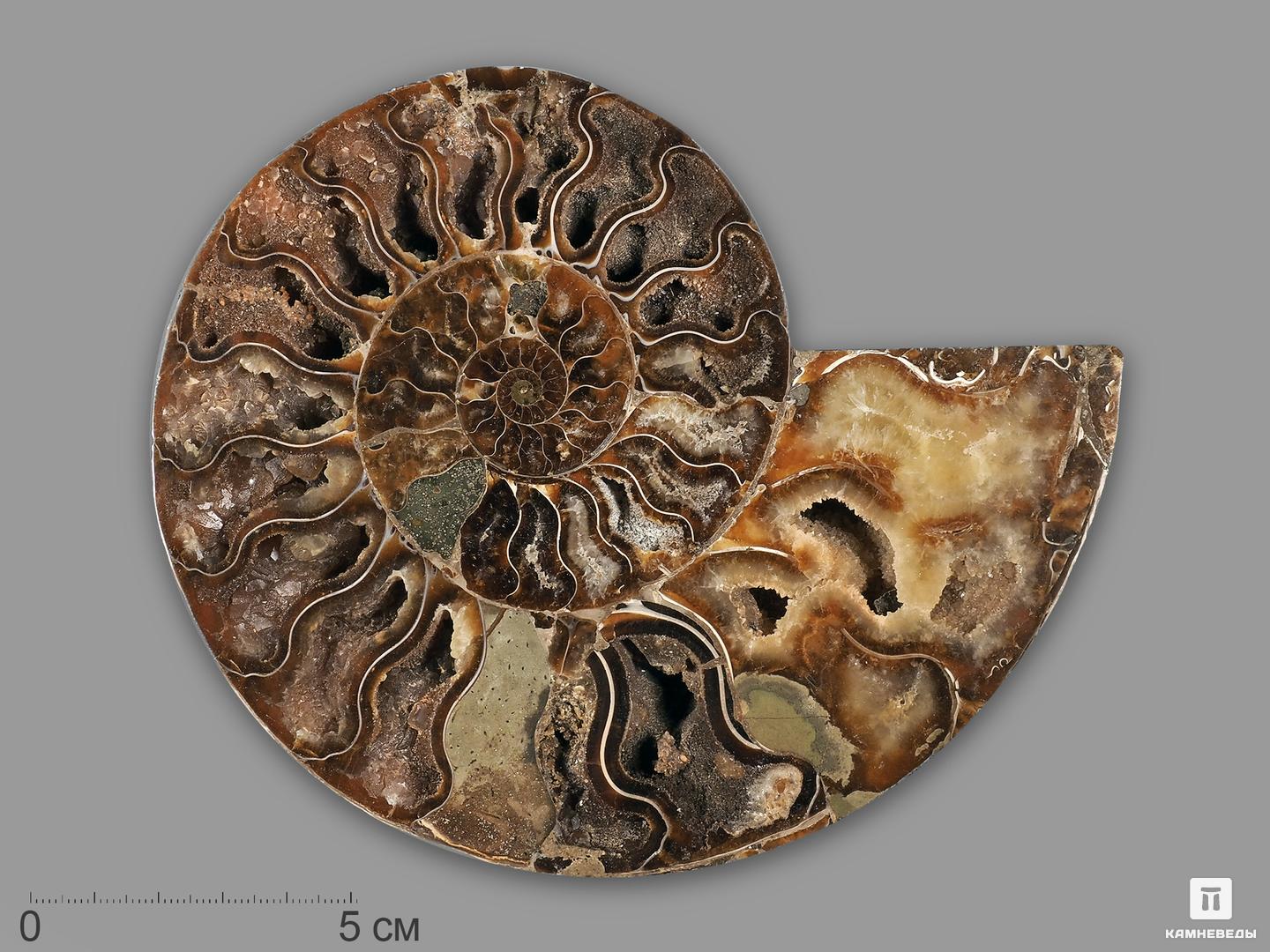 Аммонит Cleoniceras sp., полированный срез 15,3х12х1,7 см, 21551, фото 1