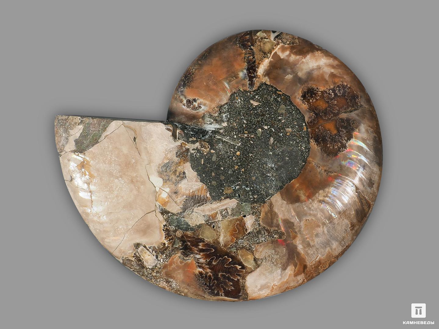 Аммонит Cleoniceras sp., полированный срез 15,3х12х1,7 см, 21551, фото 2