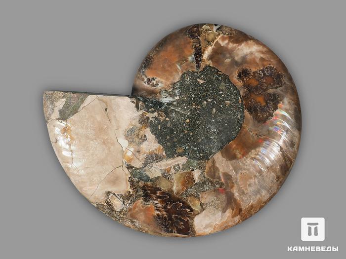 Аммонит Cleoniceras sp., полированный срез 15,3х12х1,7 см, 21551, фото 2