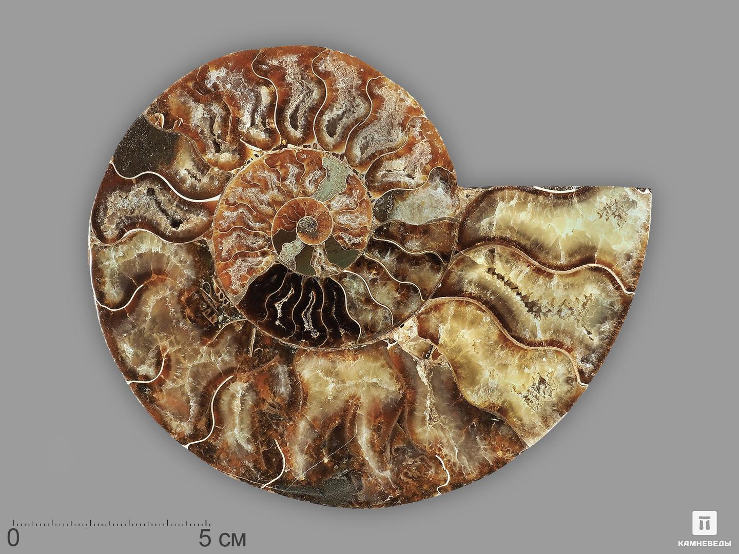Аммонит Cleoniceras sp., полированный срез 15,5х13х1,9 см, 21553, фото 1