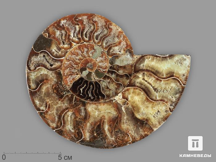Аммонит Cleoniceras sp., полированный срез 15,5х13х1,9 см, 21553, фото 1