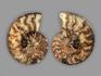 Аммонит Cleoniceras sp., полированный срез 15,5х13х1,9 см, 21553, фото 3