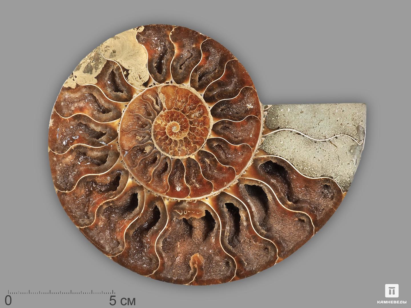 Аммонит Cleoniceras sp., полированный срез 15,8х12,8х1,9 см, 21556, фото 1