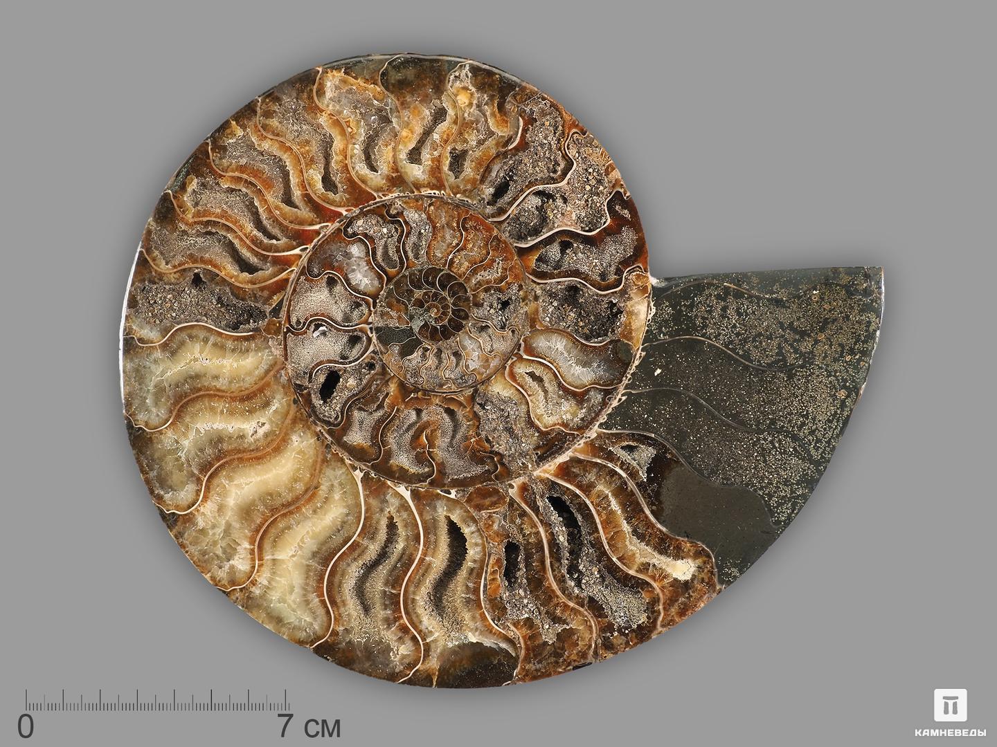 Аммонит Cleoniceras sp., полированный срез 20,5х16,5х2,2 см, 21560, фото 1