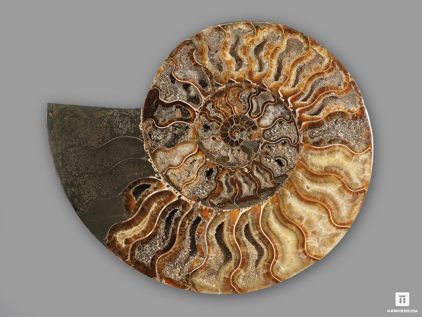 Аммонит Cleoniceras sp., полированный срез 20,5х16,5х2,2 см, 21560, фото 2