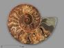 Аммонит Cleoniceras sp., полированный срез 17,8х14,3х2 см, 21555, фото 1