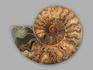 Аммонит Cleoniceras sp., полированный срез 17,8х14,3х2 см, 21555, фото 2