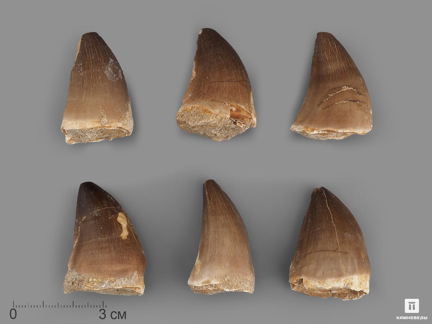 Зуб мозазавра окаменелый (Mosasaurus anceps), 4-5 см