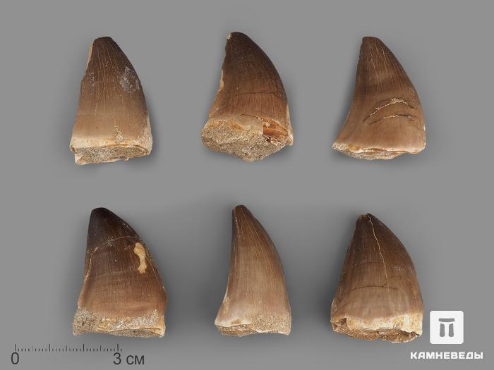 Зуб мозазавра окаменелый (Mosasaurus anceps), 4-5 см, 8-6/2, фото 1