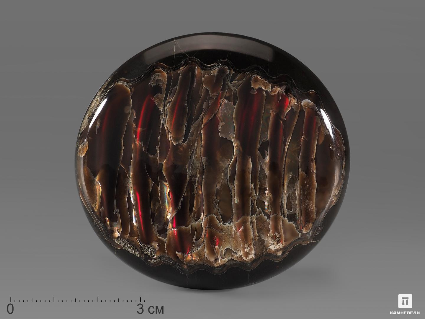 Аммолит (ископаемый перламутр аммонита), 6,7х6,3х1 см, 21844, фото 1