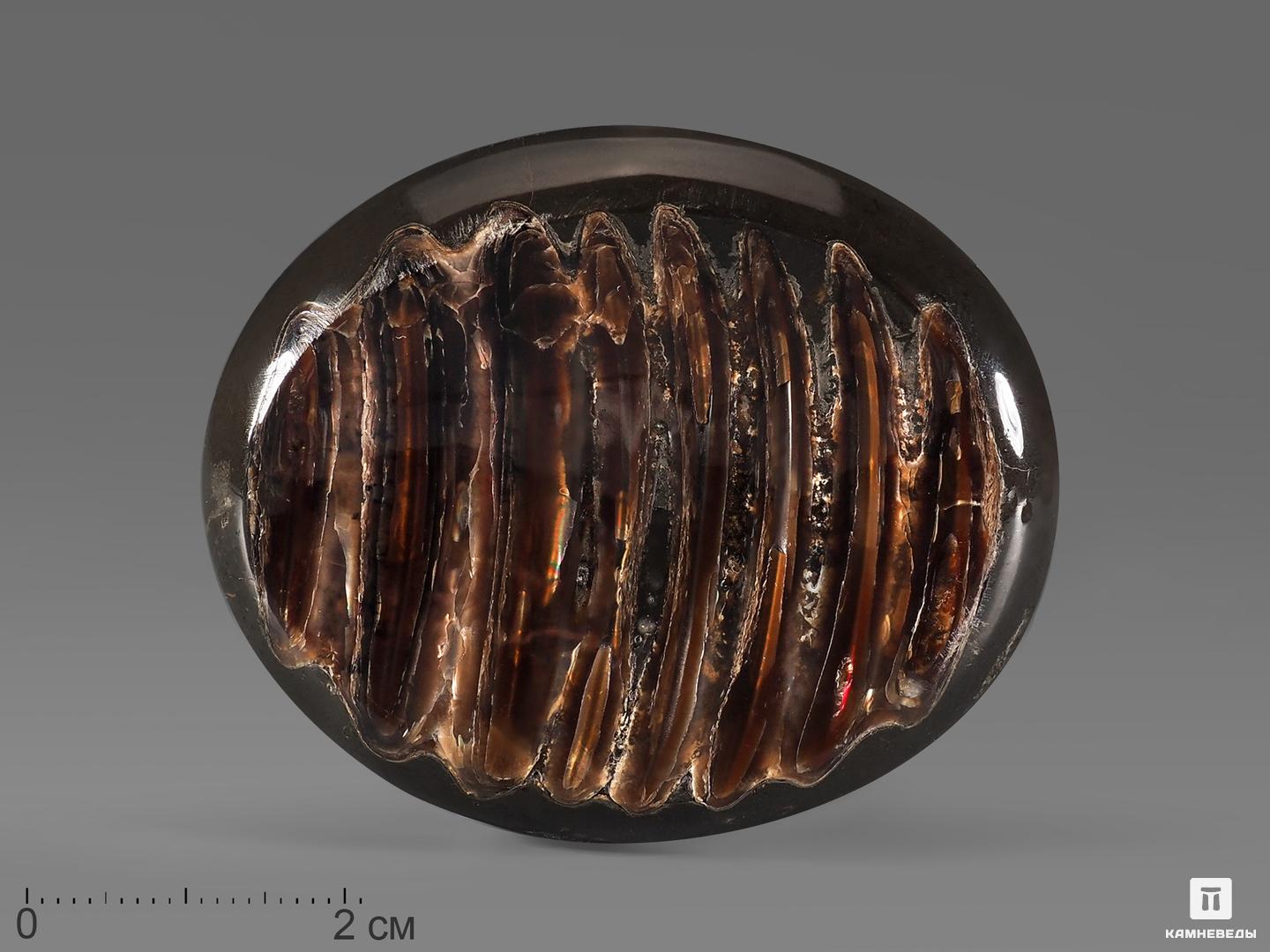 Аммолит (ископаемый перламутр аммонита), 5,5х4,5х1 см, 21850, фото 1