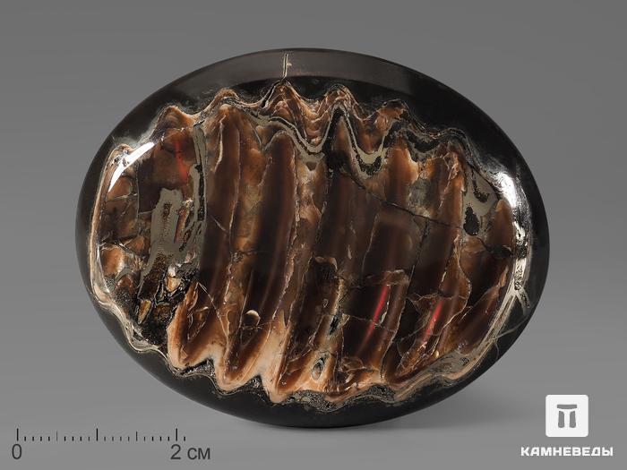 Аммолит (ископаемый перламутр аммонита), 6,5х5,5х1 см, 21851, фото 1