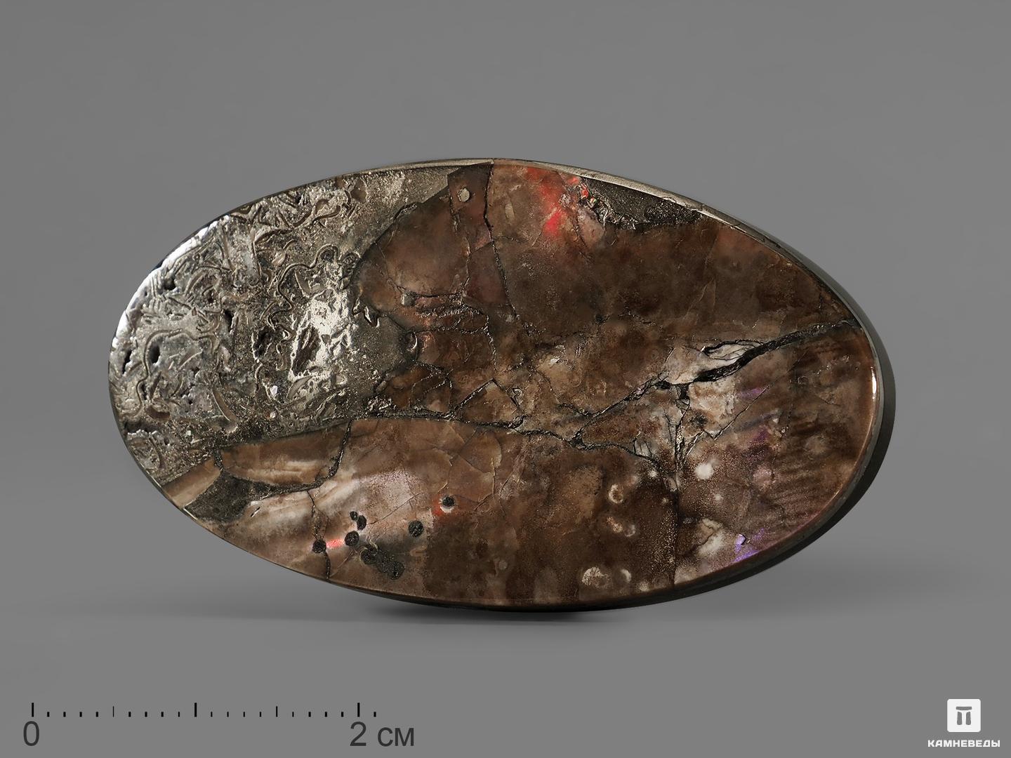 Ископаемый перламутр с пиритом и симбирцитом, 4,5-5 см, 21853, фото 2