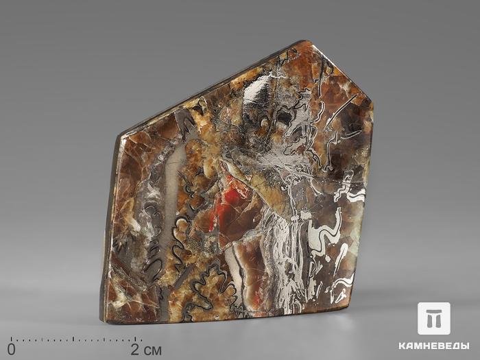 Ископаемый перламутр с пиритом и симбирцитом, 5-6 см, 21852, фото 2