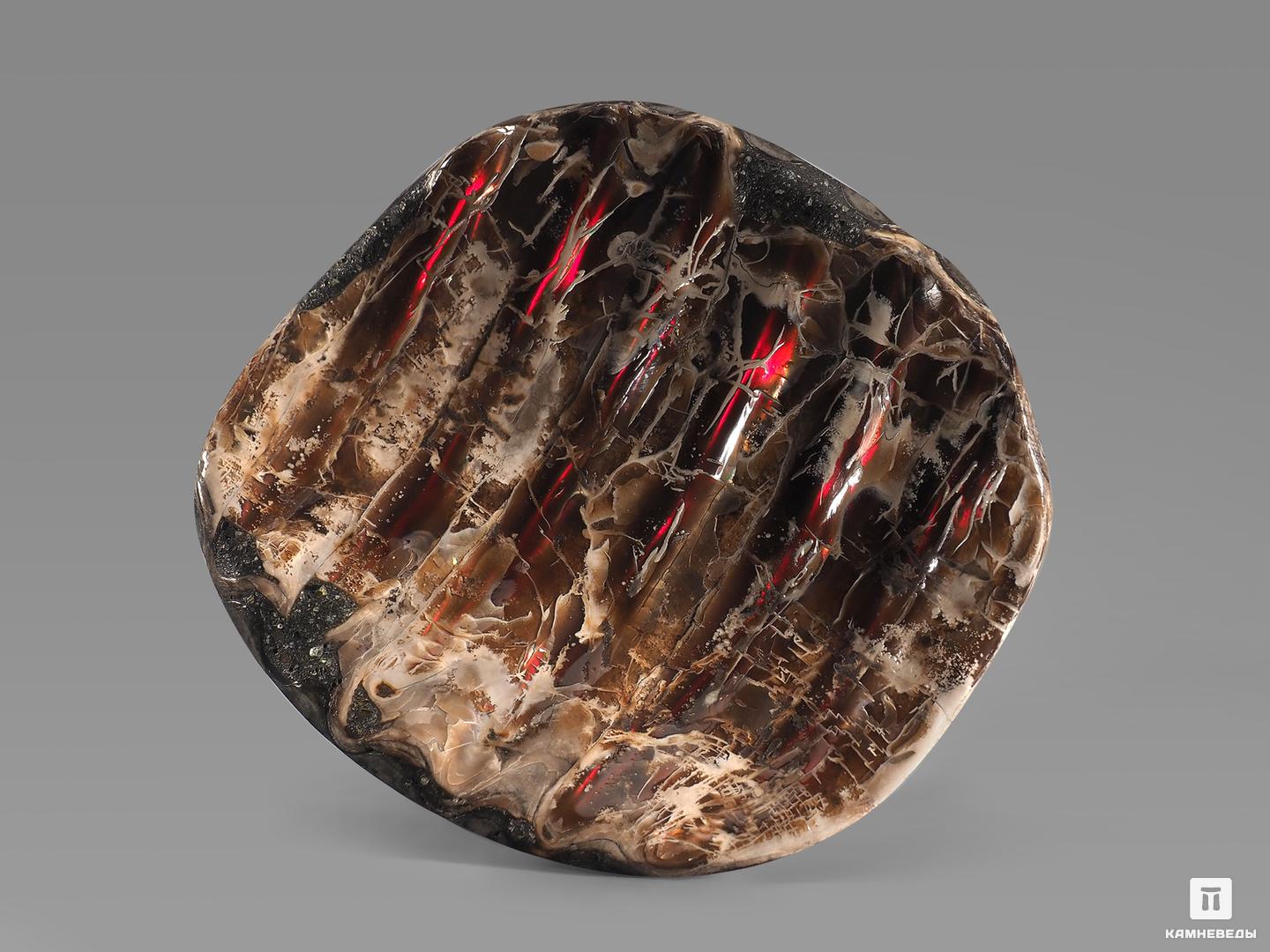 Аммолит (ископаемый перламутр аммонита), 6,5х5,9х0,7 см, 21833, фото 2