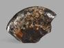 Аммолит (ископаемый перламутр аммонита), 12,5х8,5х1,3 см, 21835, фото 2