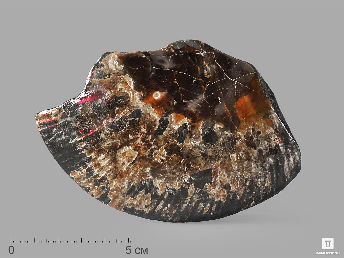 Аммолит (ископаемый перламутр аммонита), 12,5х8,5х1,3 см, 21835, фото 1