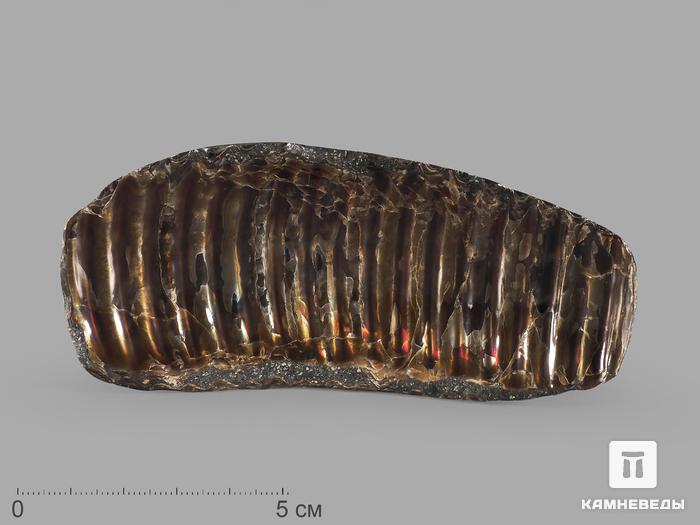 Аммолит (ископаемый перламутр аммонита), 11,5х5,4х0,7 см, 21840, фото 1