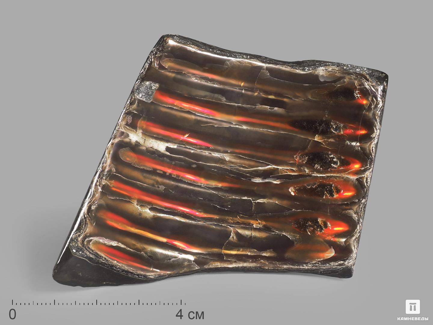 Аммолит (ископаемый перламутр аммонита), 7х6,5х1 см, 21841, фото 1