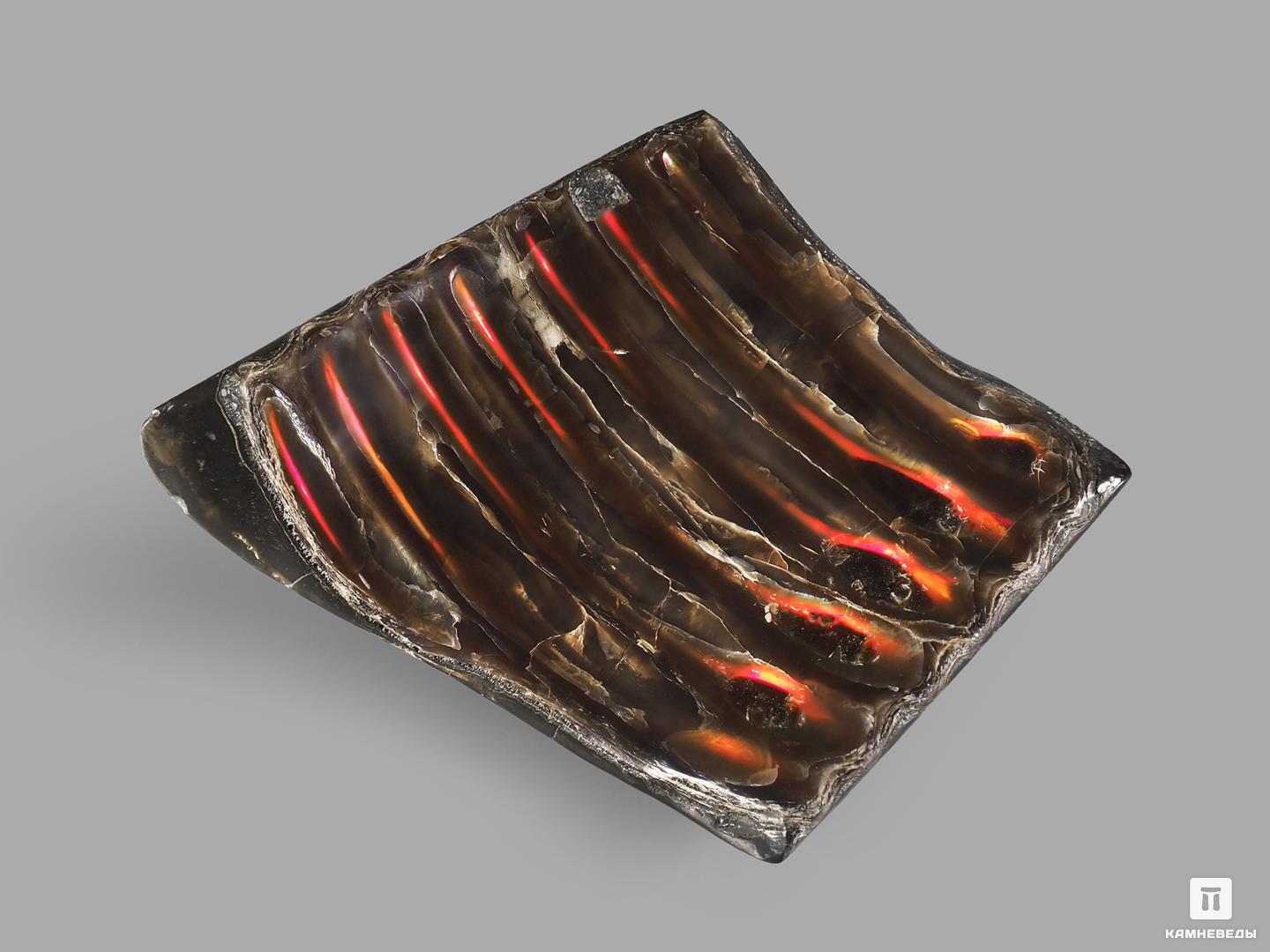 Аммолит (ископаемый перламутр аммонита), 7х6,5х1 см, 21841, фото 2