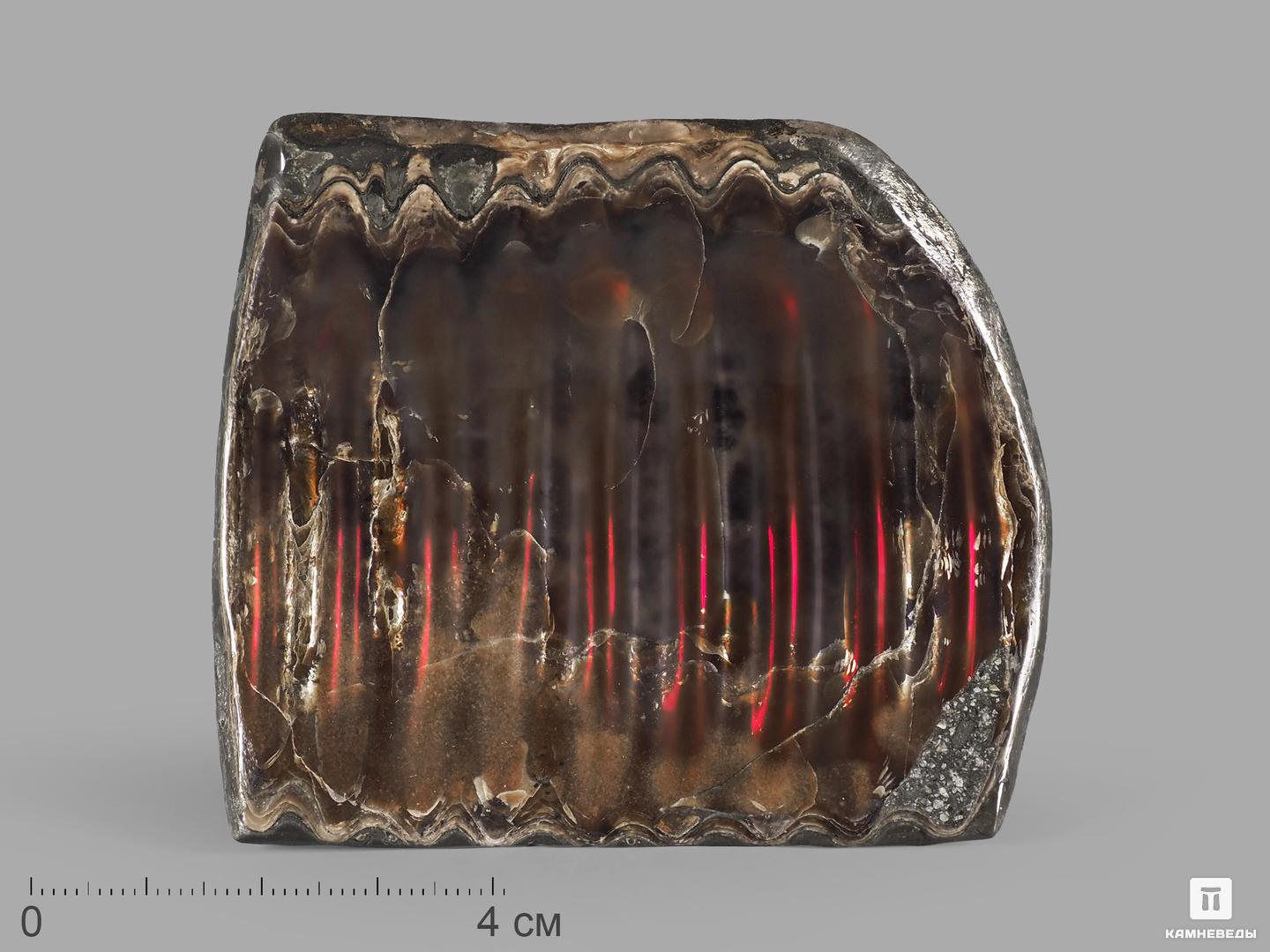 Аммолит (ископаемый перламутр аммонита), 7,8х7х0,8 см гофрированная бумага жёлтый перламутр 50 х 250 см