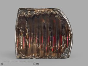 Аммолит (ископаемый перламутр аммонита), 7,8х7х0,8 см