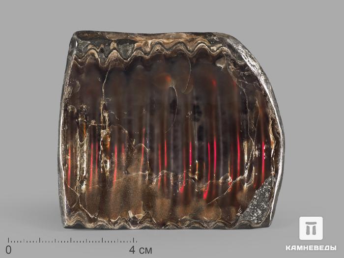 Аммолит (ископаемый перламутр аммонита), 7,8х7х0,8 см, 21836, фото 1
