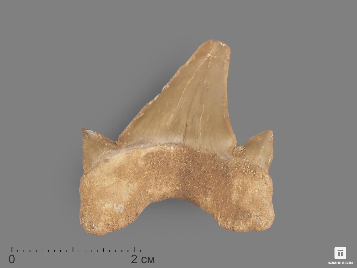 Зуб акулы Otodus obliquus, 4х3 см, 21483, фото 3