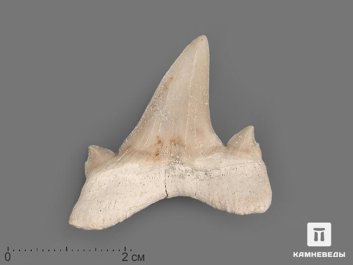Зуб акулы Otodus obliquus (высший сорт), 3х2,8 см, 21494, фото 2