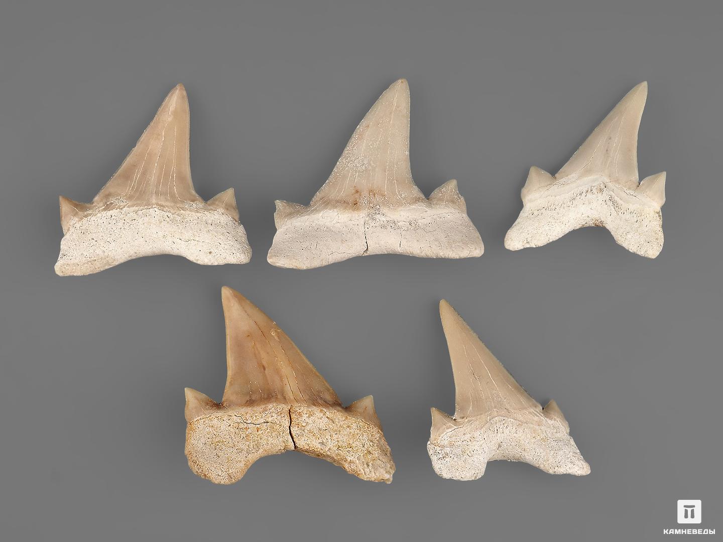 Зуб акулы Otodus obliquus (высший сорт), 3х2,8 см, 21494, фото 3