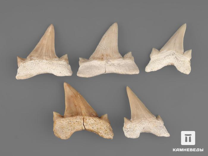 Зуб акулы Otodus obliquus (высший сорт), 3х2,8 см, 21494, фото 3
