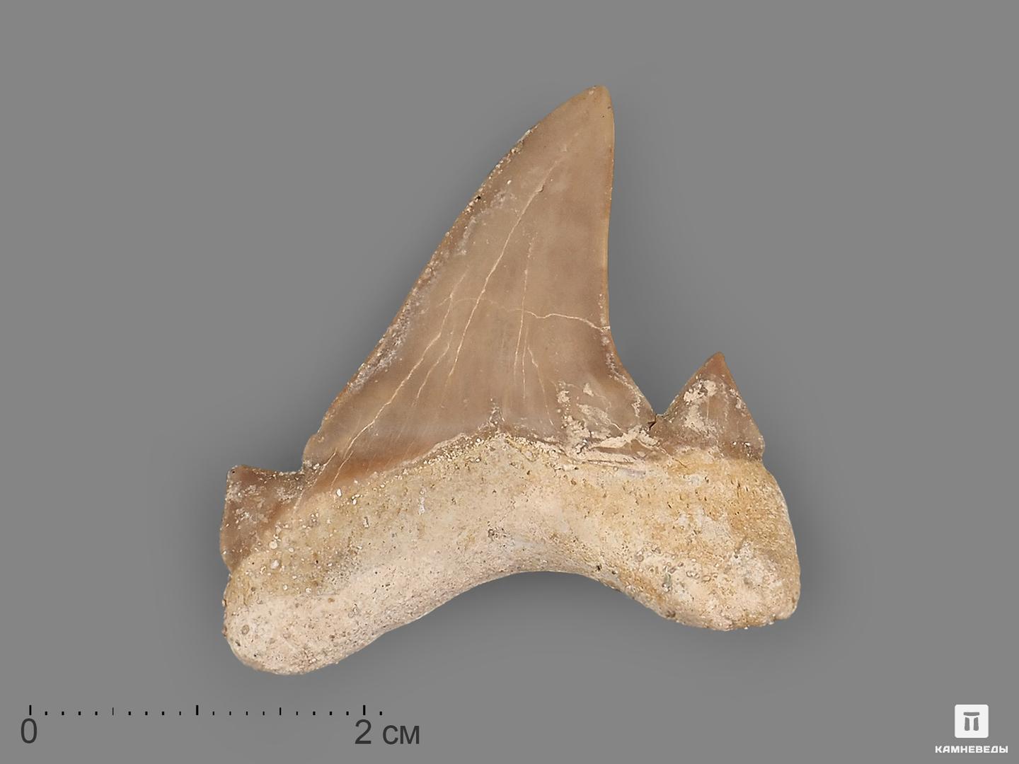 Зуб акулы Otodus obliquus (высший сорт), 3,5х3,5 см веник сорго высший сорт