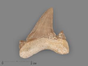 Зуб акулы Otodus obliquus (высший сорт), 3,5х3,5 см