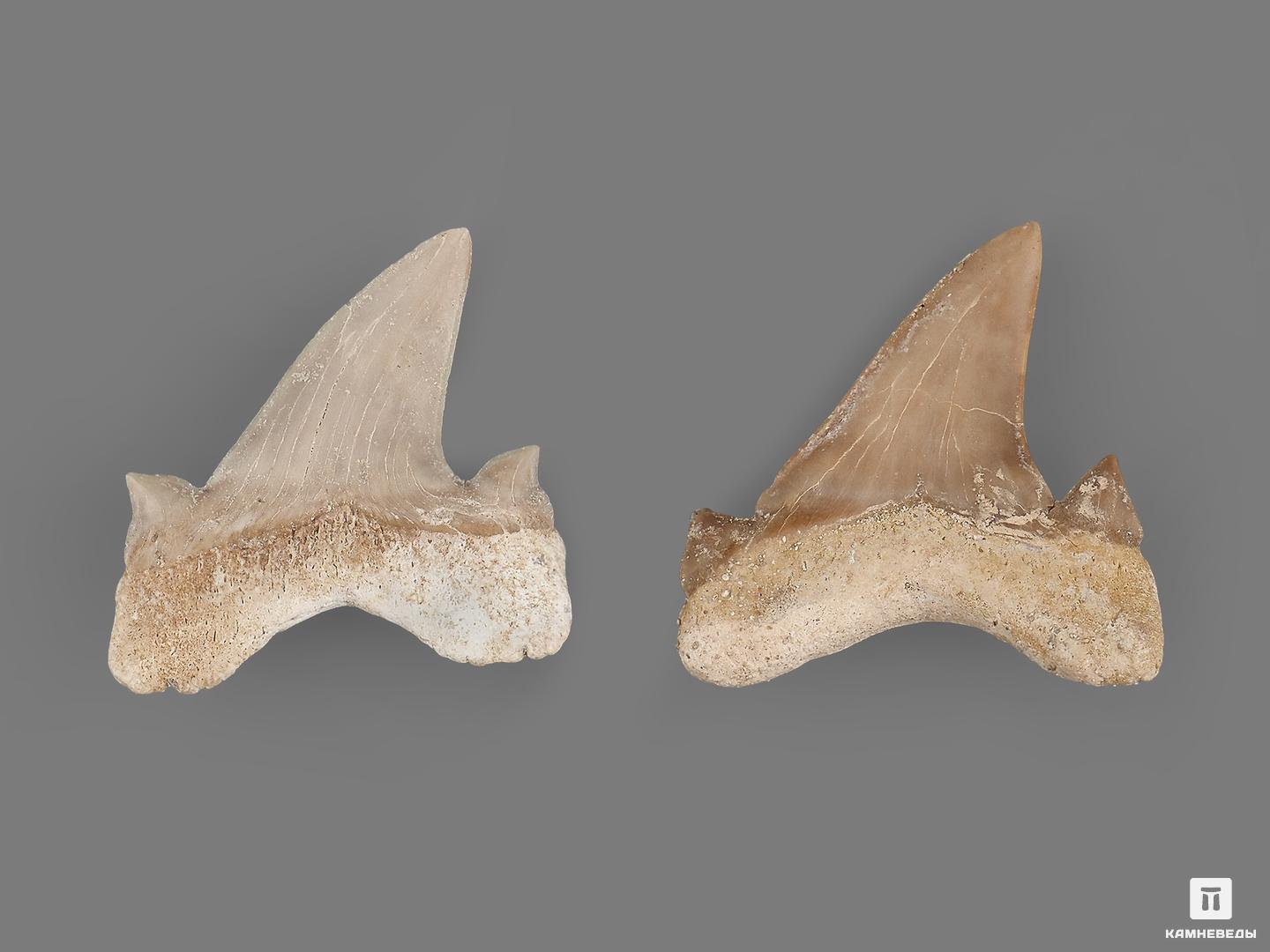 Зуб акулы Otodus obliquus (высший сорт), 3,5х3,5 см, 21495, фото 2