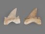 Зуб акулы Otodus obliquus (высший сорт), 3,5х3,5 см, 21495, фото 2