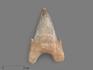 Зуб акулы Otodus obliquus, 7,5х4,8х2,8 см, 21487, фото 1