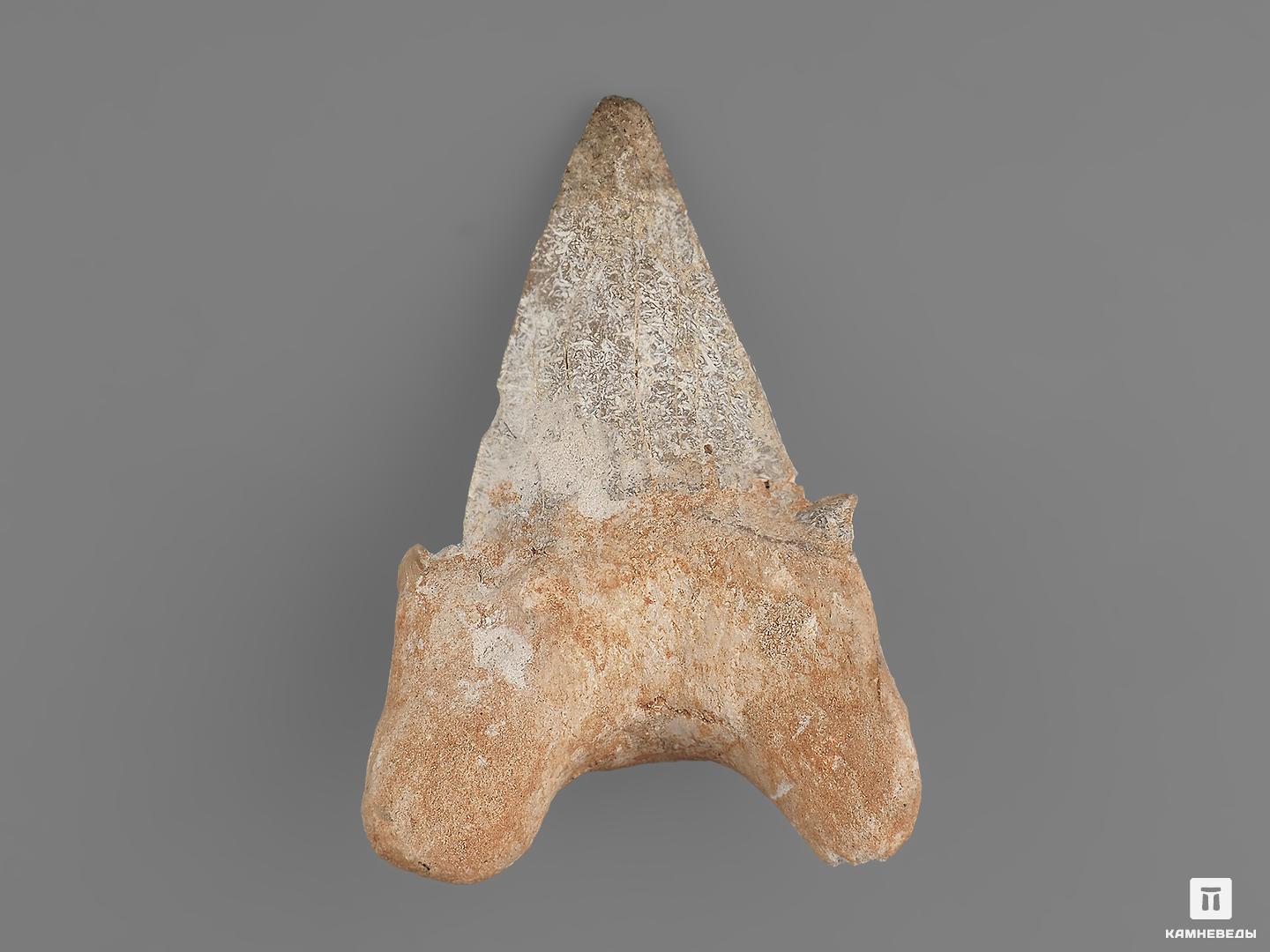 Зуб акулы Otodus obliquus, 7,5х4,8х2,8 см, 21487, фото 2