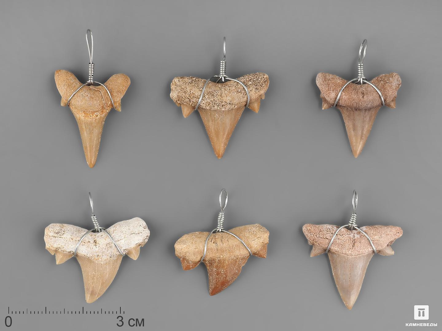 Кулон «Зуб акулы» (Cretalamna biauriculata), 2-2,5 см, 21948, фото 2