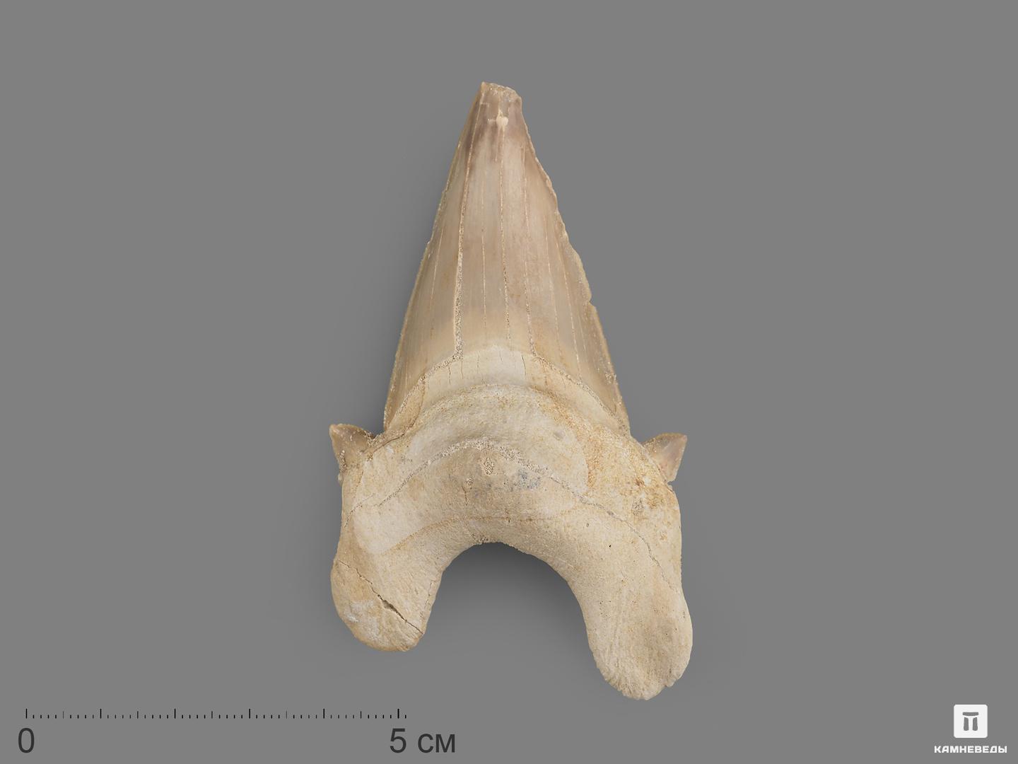 Зуб акулы Otodus obliquus, 8х4,7х2,8 см, 21499, фото 1