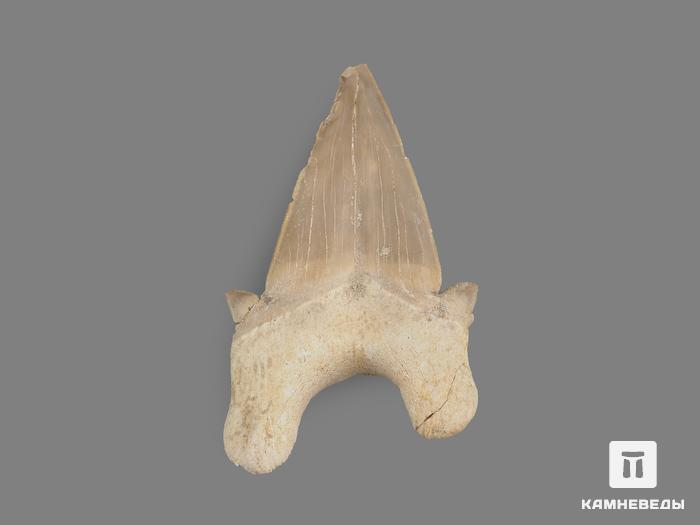 Зуб акулы Otodus obliquus, 8х4,7х2,8 см, 21499, фото 2