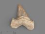 Зуб акулы Otodus obliquus, 4,5х3,8х1,2 см, 21498, фото 1