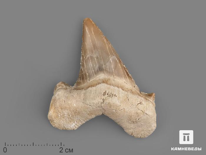 Зуб акулы Otodus obliquus, 4,5х3,8х1,2 см, 21498, фото 1