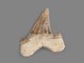 Зуб акулы Otodus obliquus, 4,5х3,8х1,2 см, 21498, фото 2