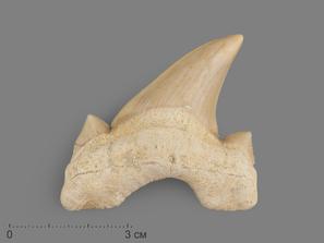 Зуб акулы Otodus obliquus, размер 5,8х4,6х2,1 см