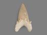 Зуб акулы Otodus obliquus, 7,8х4,7х2 см, 8-16/3, фото 2